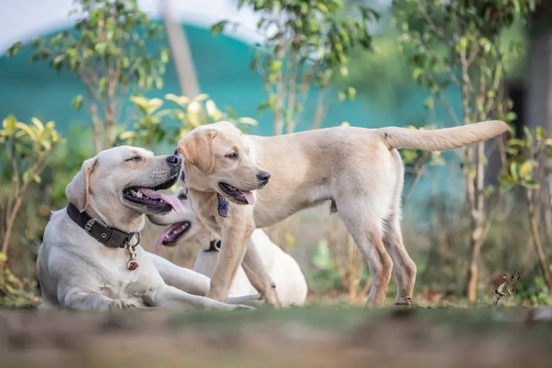 Labrador Retrievers: America's Sweetheart With Four Paws (Image Credits: Unsplash)
