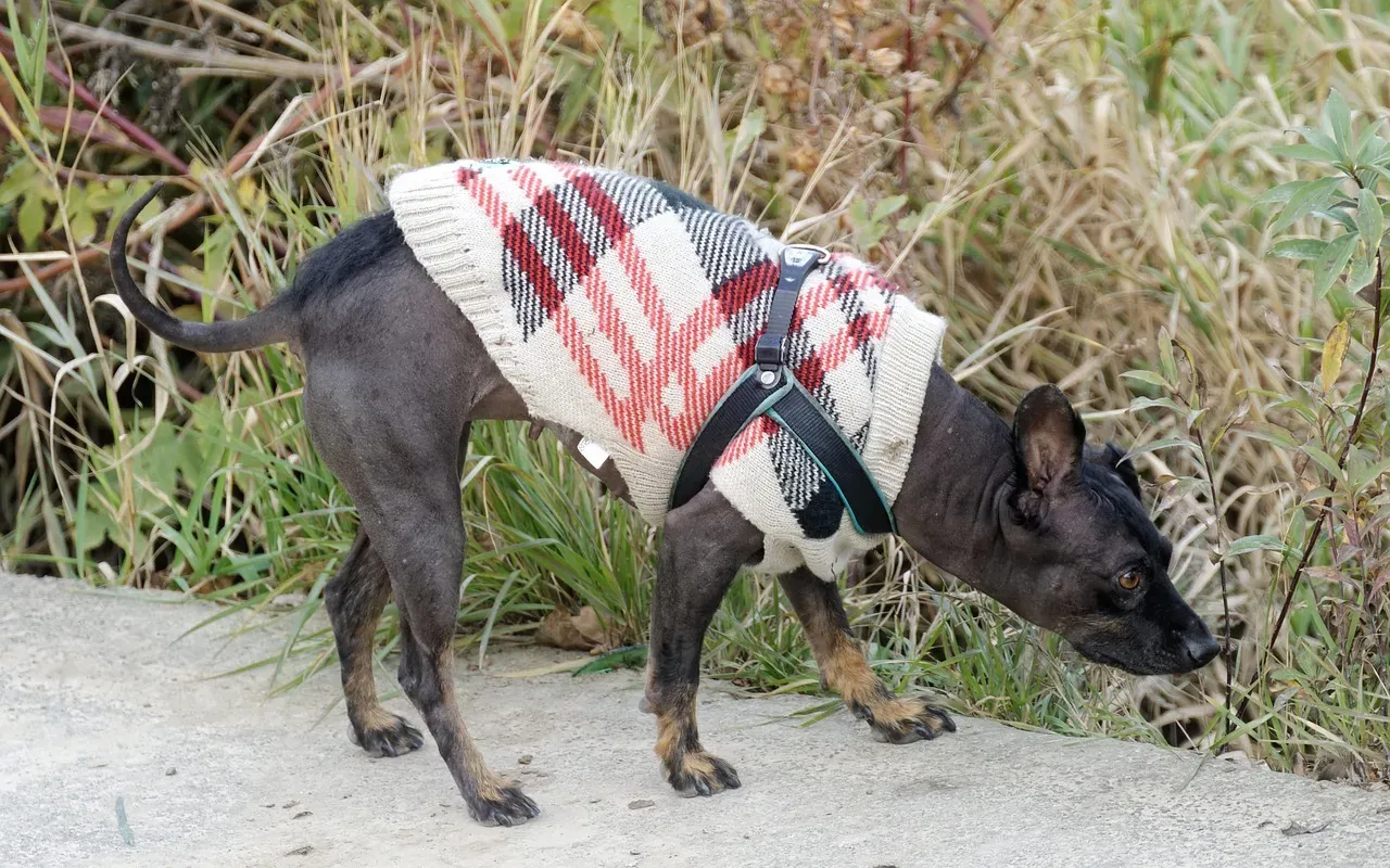 How to Take a Proper Sniff Walk (Image Credits: Pixabay)