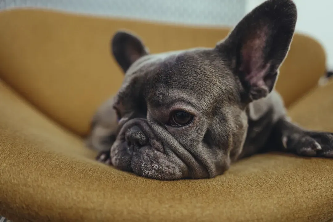 #1 Aries (March 21 – April 19): The Chaotic Dog Champion (Image Credits: Unsplash)