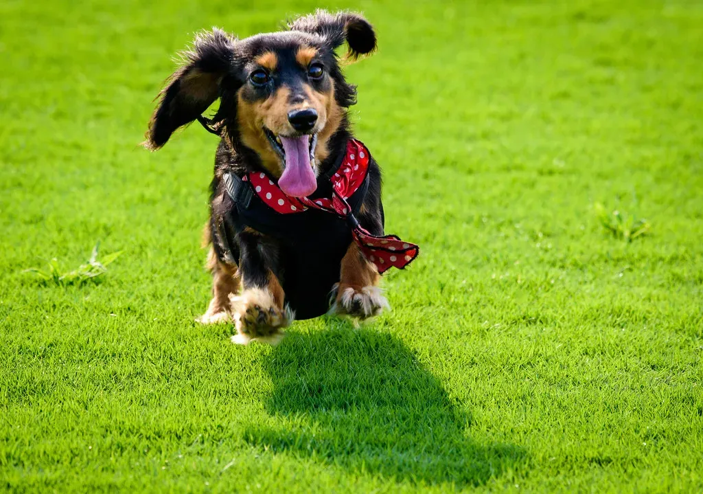 The Joyful Zoomies of Pure Happiness (Image Credits: Flickr)