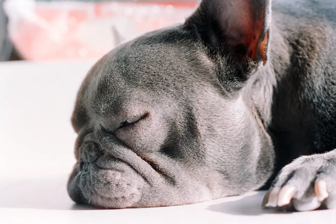 Flat-Faced Breeds and the Bigger Picture (Image Credits: Unsplash)