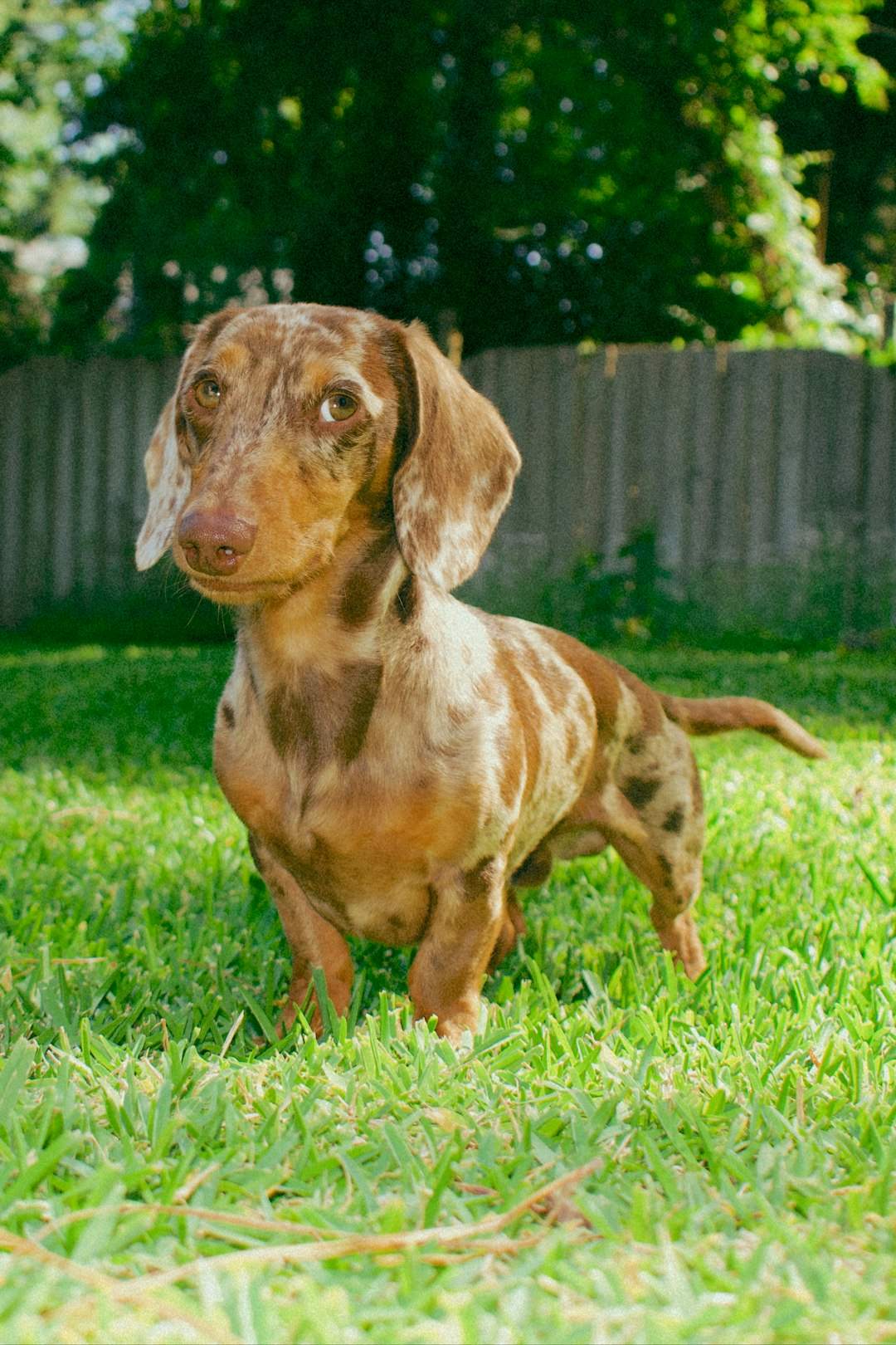 Dachshund (Image Credits: Unsplash)
