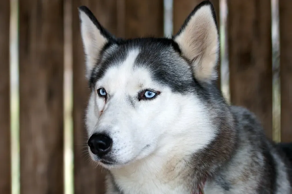 Final Thoughts: The Stars Don't Lie About This One (localpups, Flickr, CC BY 2.0)