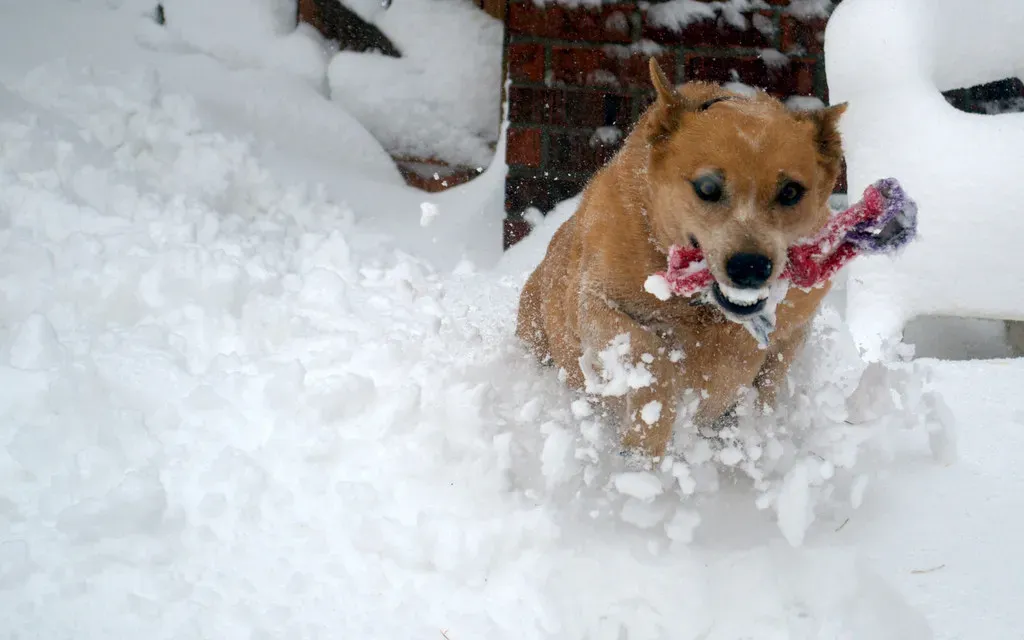 Recognize the Warning Signs of Hypothermia and Frostbite (Image Credits: Flickr)