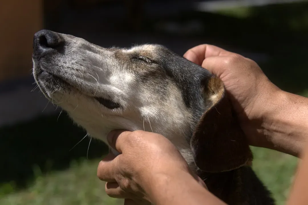 When to Combine Touch Therapy with Professional Care (Image Credits: Unsplash)