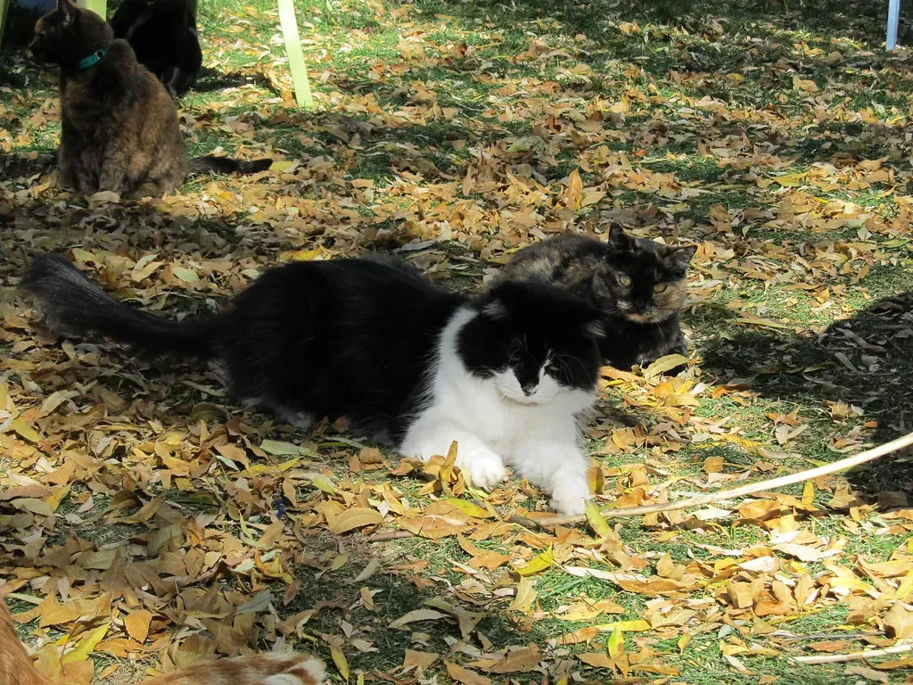 Creating a Comfortable Den or Nesting Spot (Image Credits: Flickr)