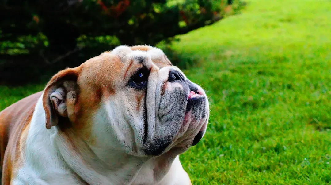 French Bulldog: The Low-Key Charmer (Image Credits: Unsplash)