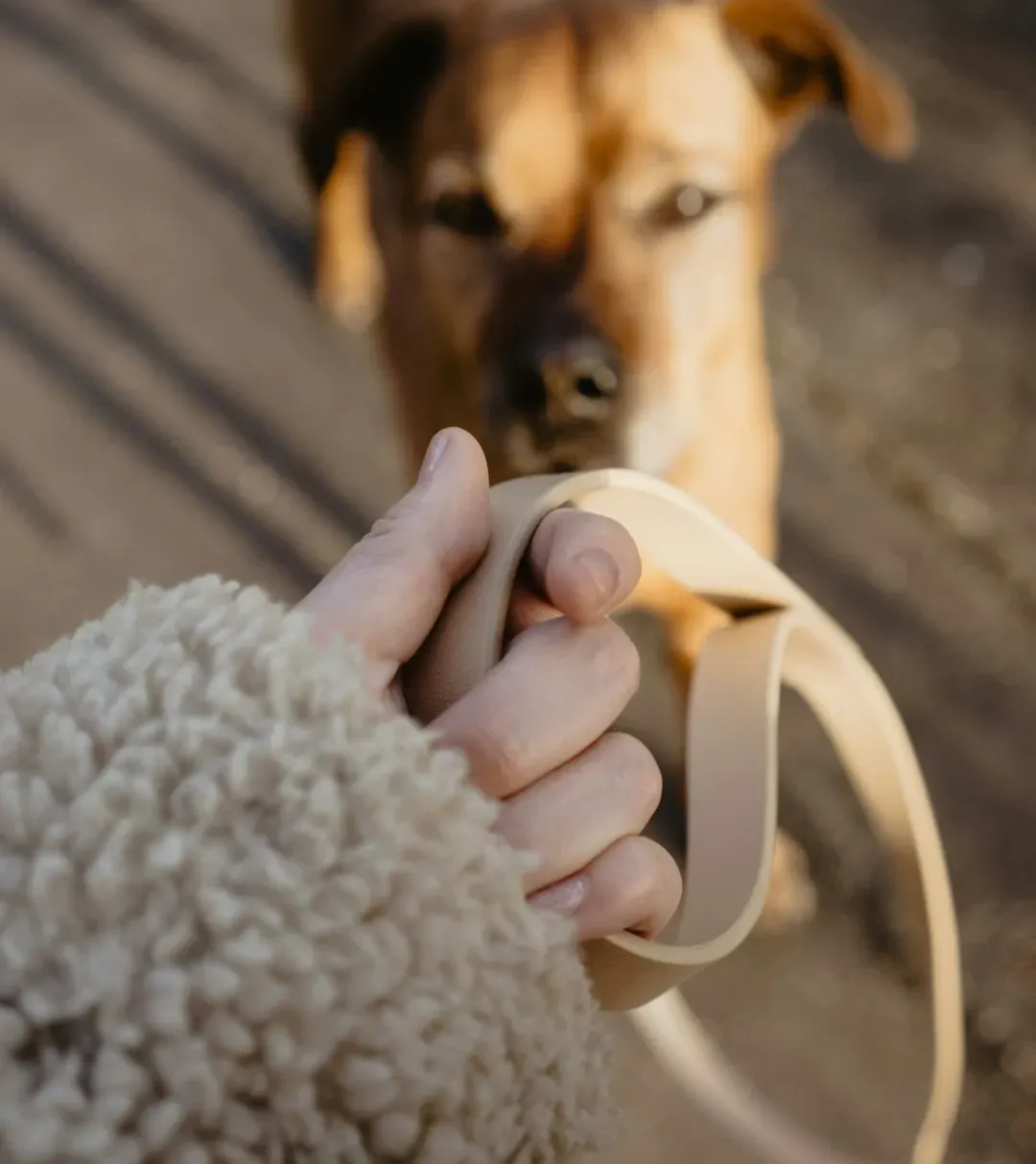 #10 - The Leash, Collar, and Harness Situation (Image Credits: Unsplash)