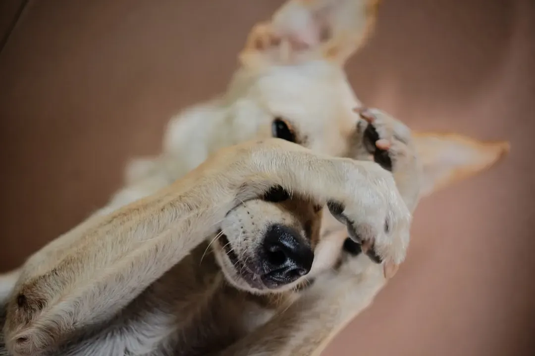 #5: A Loss of Trust in Humans (Image Credits: Unsplash)