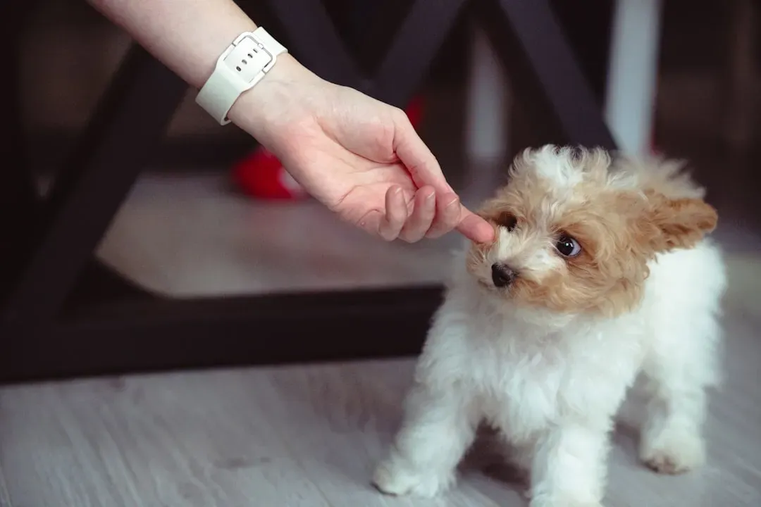 Dogs vs. Wolves: The Domestication Twist No One Saw Coming (Image Credits: Unsplash)
