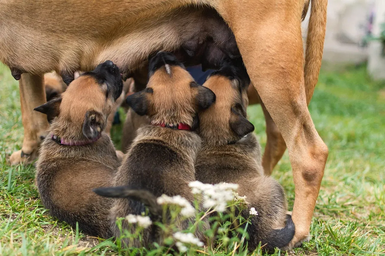 The First Meal You Provided (Image Credits: Pixabay)