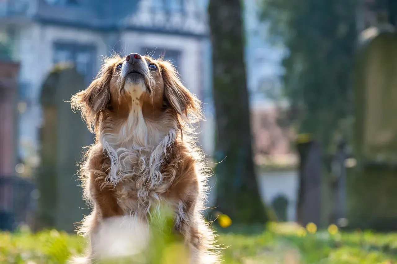 15. Mixed‑Breed All‑Rounders: Why Some Mutts Handle Chaos Best (Image Credits: Pixabay)