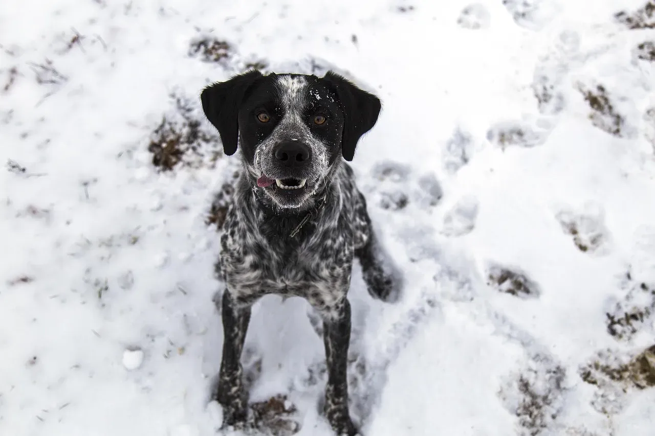 #3 - The Sound of Footsteps: How Dogs Learn to Predict You by Floor Vibrations (Image Credits: Pixabay)
