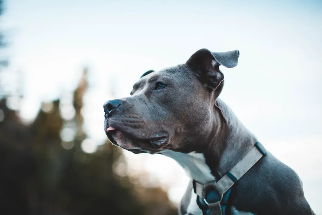 #1 - "Pit Bulls Have a Locking Jaw Mechanism" (Image Credits: Unsplash)