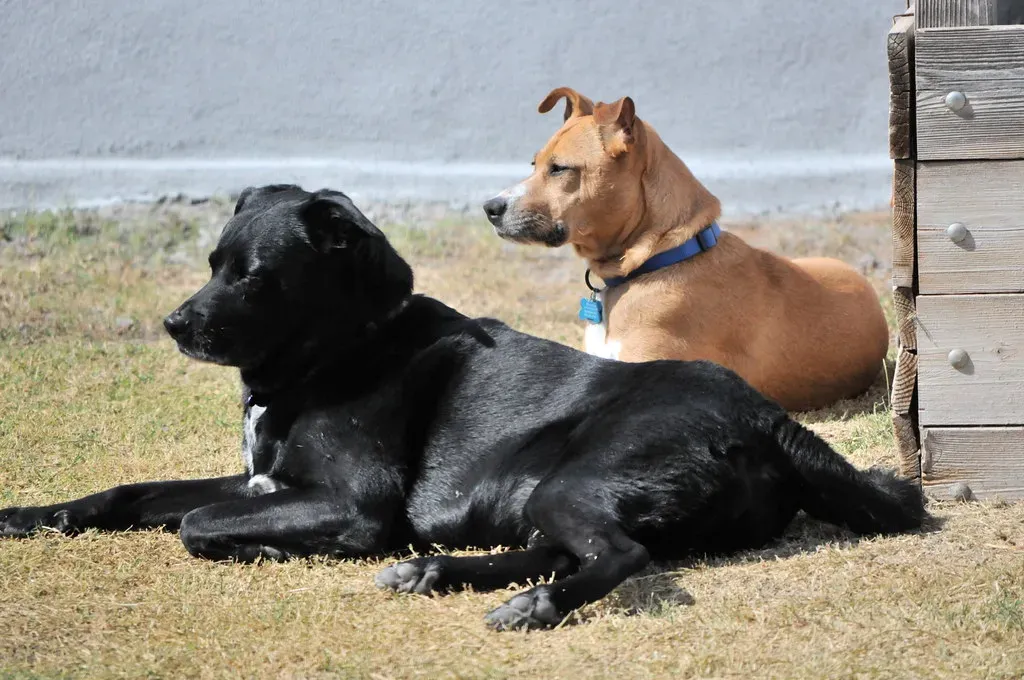 Breeds Born to Guard and Protect (Image Credits: Flickr)