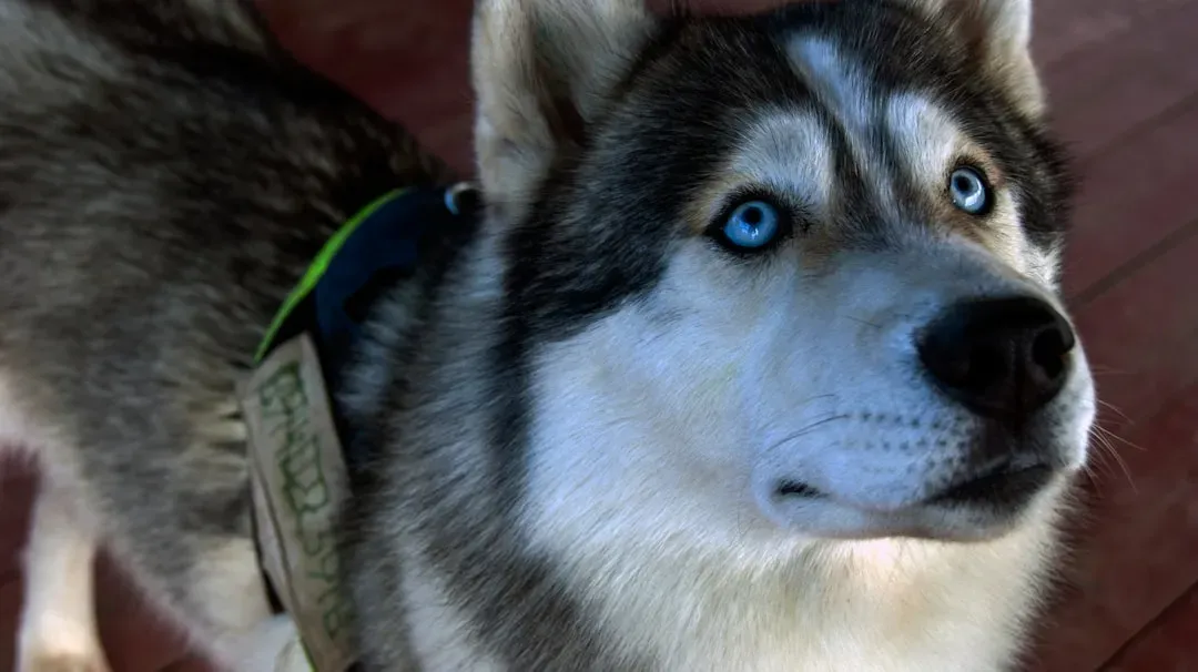 Gemini Keeps Pace With a Husky’s Quick Wit (Image Credits: Unsplash)