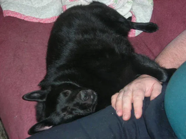 12. Schipperke: The Little Captain You Never Saw Coming (Tamara.C.Murray, Flickr, CC BY-SA 2.0)