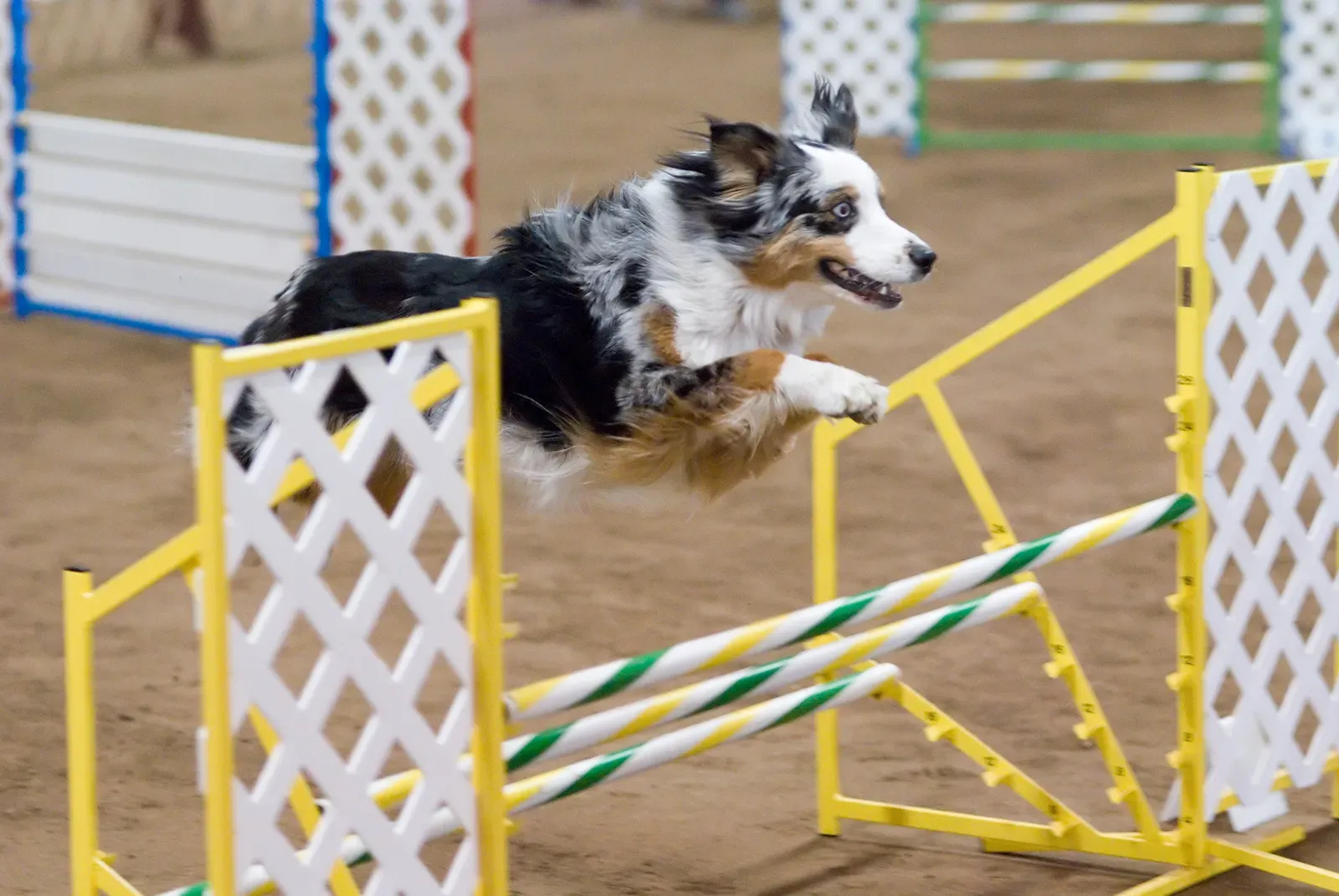 Australian Shepherd: The Energetic Control Freak Who Needs Their Person (HMKC Spring 2007 Agility Trial, CC BY 2.0)