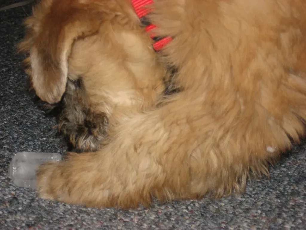 Ice Cube Trays (Image Credits: Flickr)