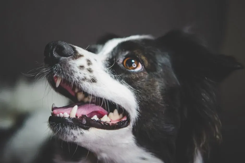 #4 - Sticky or Tacky Gums Mean Dehydration Nobody Noticed (Image Credits: Pexels)