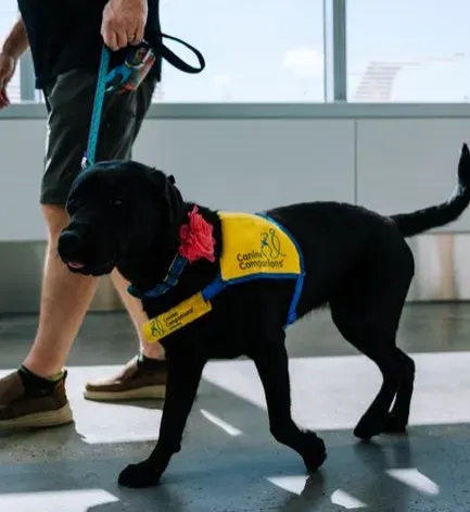 #12 - The Way Your Dog Walks Through the Door (Image Credits: Pexels)