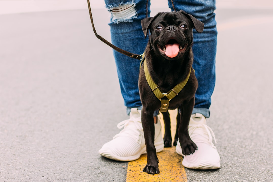 How Dogs Transform Your Daily Movement Habits (Image Credits: Unsplash)