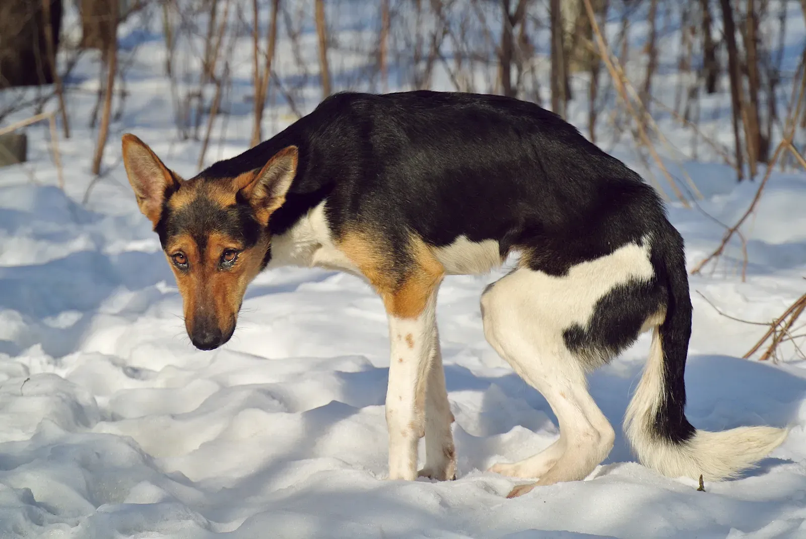 #1: Unexplained Flinching or Cowering at Human Hands (Anything to chew?, CC BY 2.0)