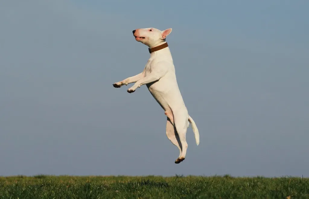 The Jumping Problem: Why Your Excitement Is Backfiring (Image Credits: Rawpixel)