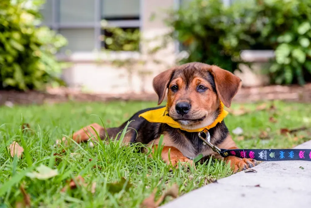 #17 - The Dog They'd Actually Choose for Their Own Family (Image Credits: Rawpixel)