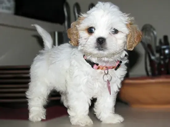 11 - The Weight of Their First Collar (relux., Flickr, CC BY-SA 2.0)