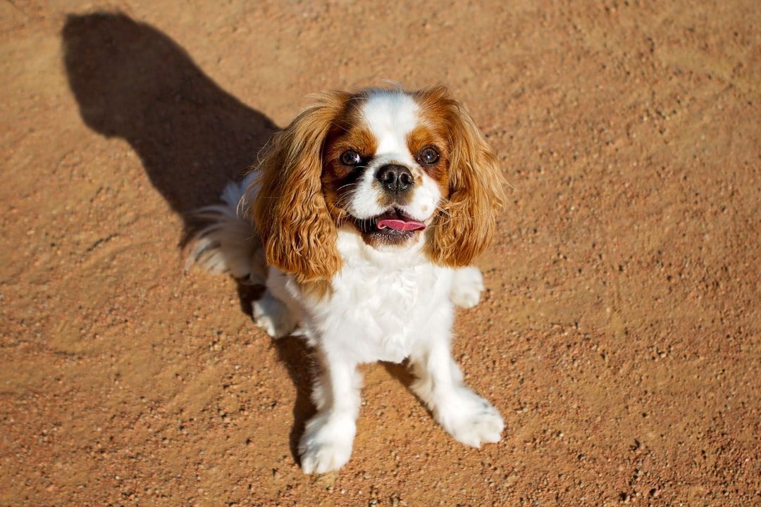 Cavalier King Charles Spaniels: Royal Lap Dogs with Noble Hearts (Image Credits: Unsplash)