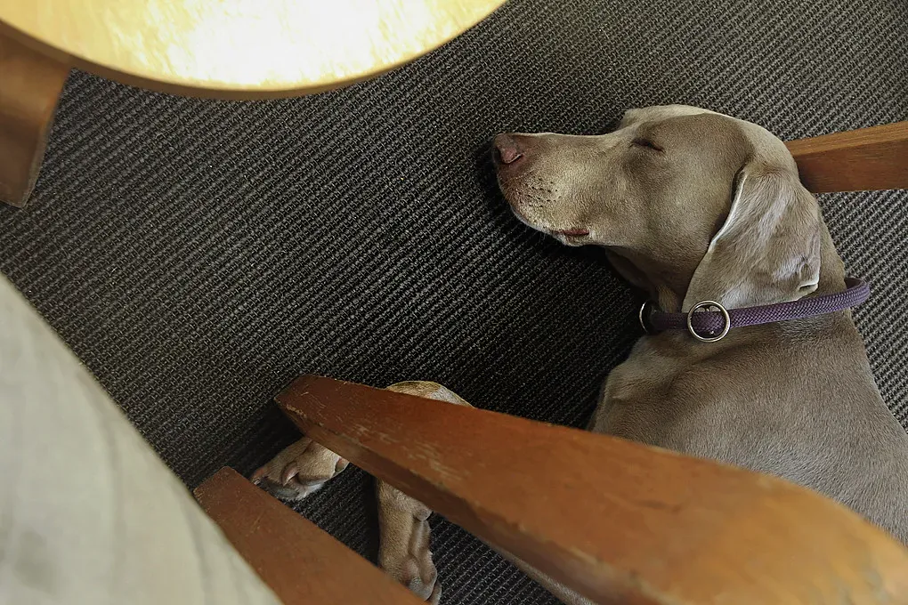 8. The Weimaraner: Intense and Demanding (Image Credits: Flickr)