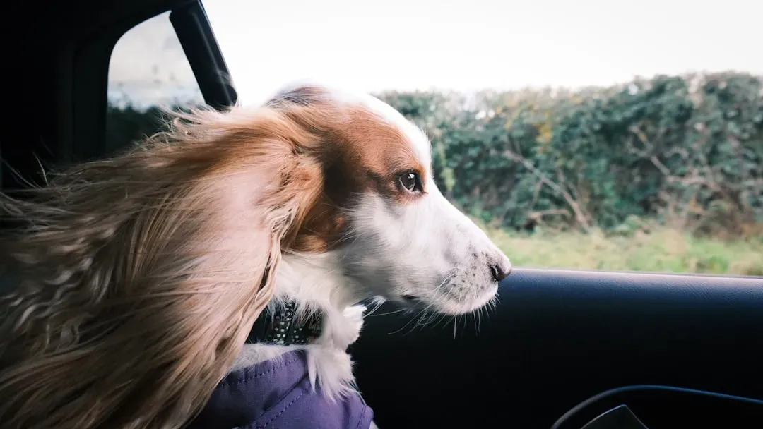 4. Never Let Your Dog Stick Their Head Out the Window (Image Credits: Unsplash)