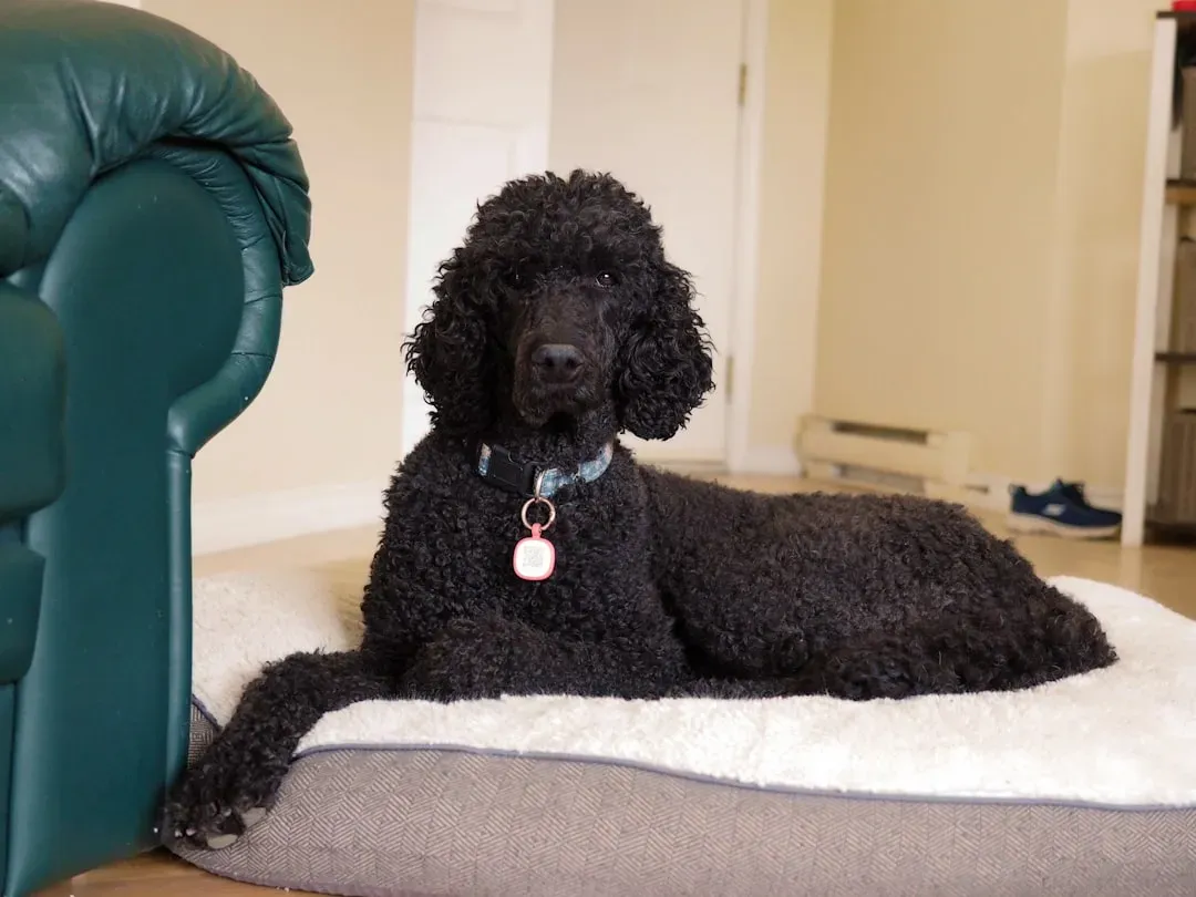 Poodle (Image Credits: Unsplash)