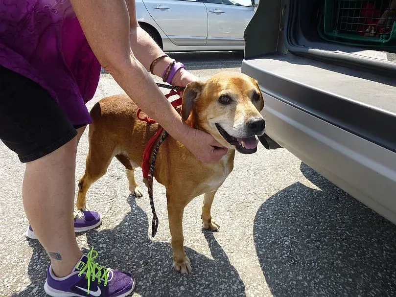 Conclusion: Every Gray Muzzle Deserves a Soft Place to Land (Jack-JackT, Flickr, CC BY 2.0)