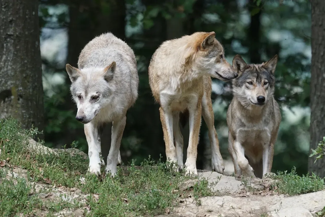 #4. Cancer (June 21 – July 22): The Wolf (Image Credits: Pixabay)