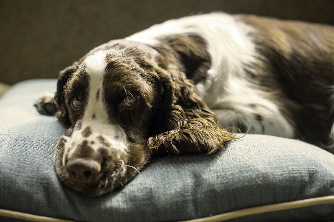 Your Dog Struggles Getting Up from Their Current Bed (Image Credits: Pixabay)