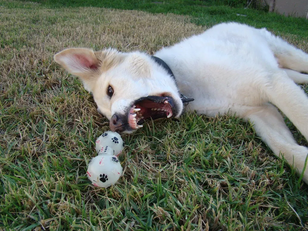 The Warning Growl: Respect the Boundary (Image Credits: Flickr)