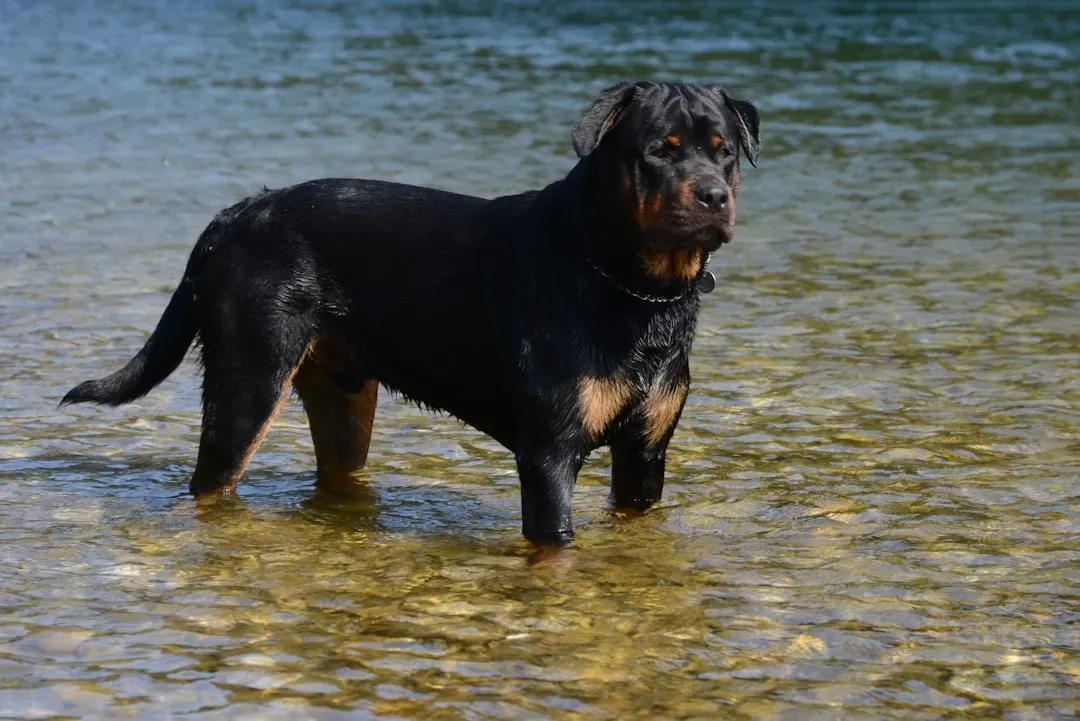 Rottweiler: Calm, Powerful, and Deeply Devoted (Image Credits: Unsplash)