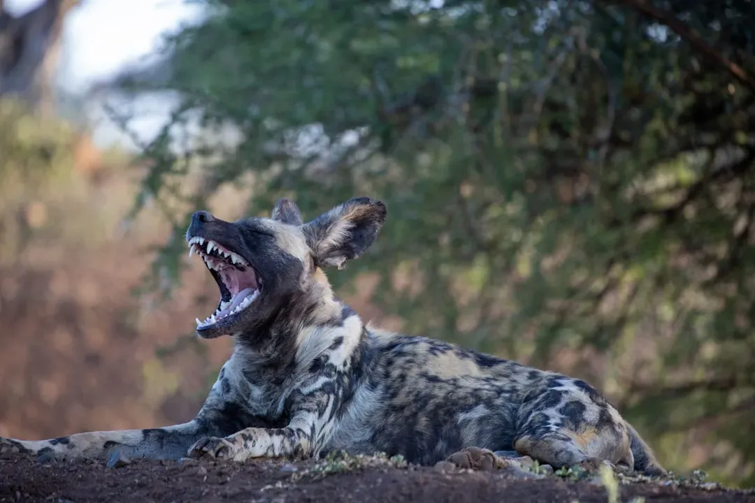 How Scientists Discovered the Wild Dog “Sneeze Vote” (Image Credits: Unsplash)
