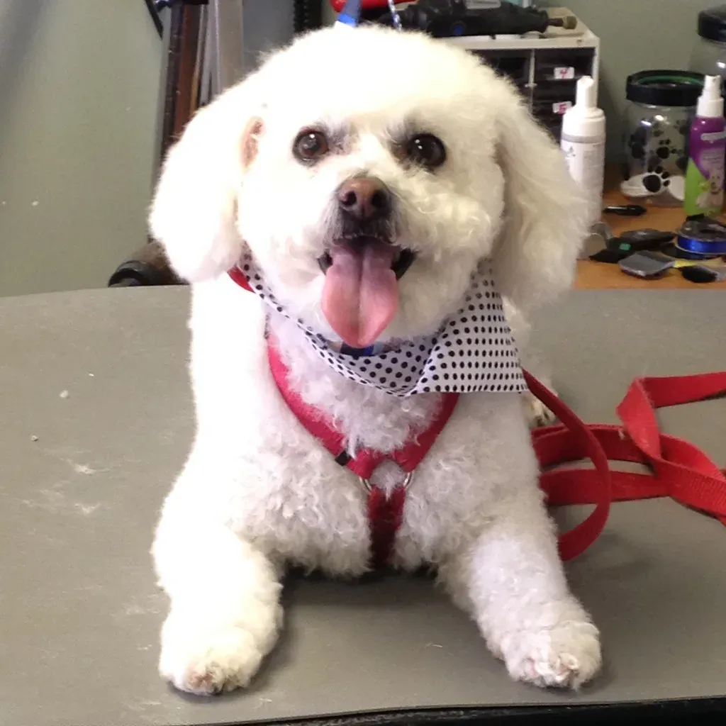 Bichon Frise: The Cheerful Little Charmer Who Needs Gentle Encouragement (Image Credits: Flickr)