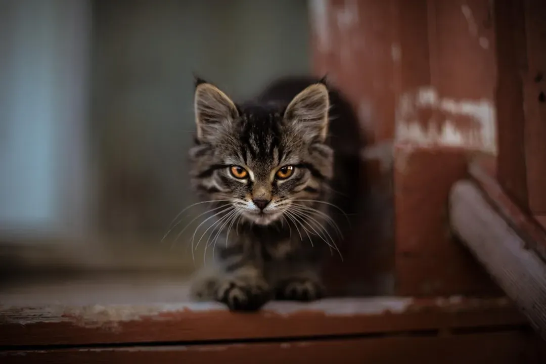 Protection Plays a Quiet Role (Image Credits: Unsplash)