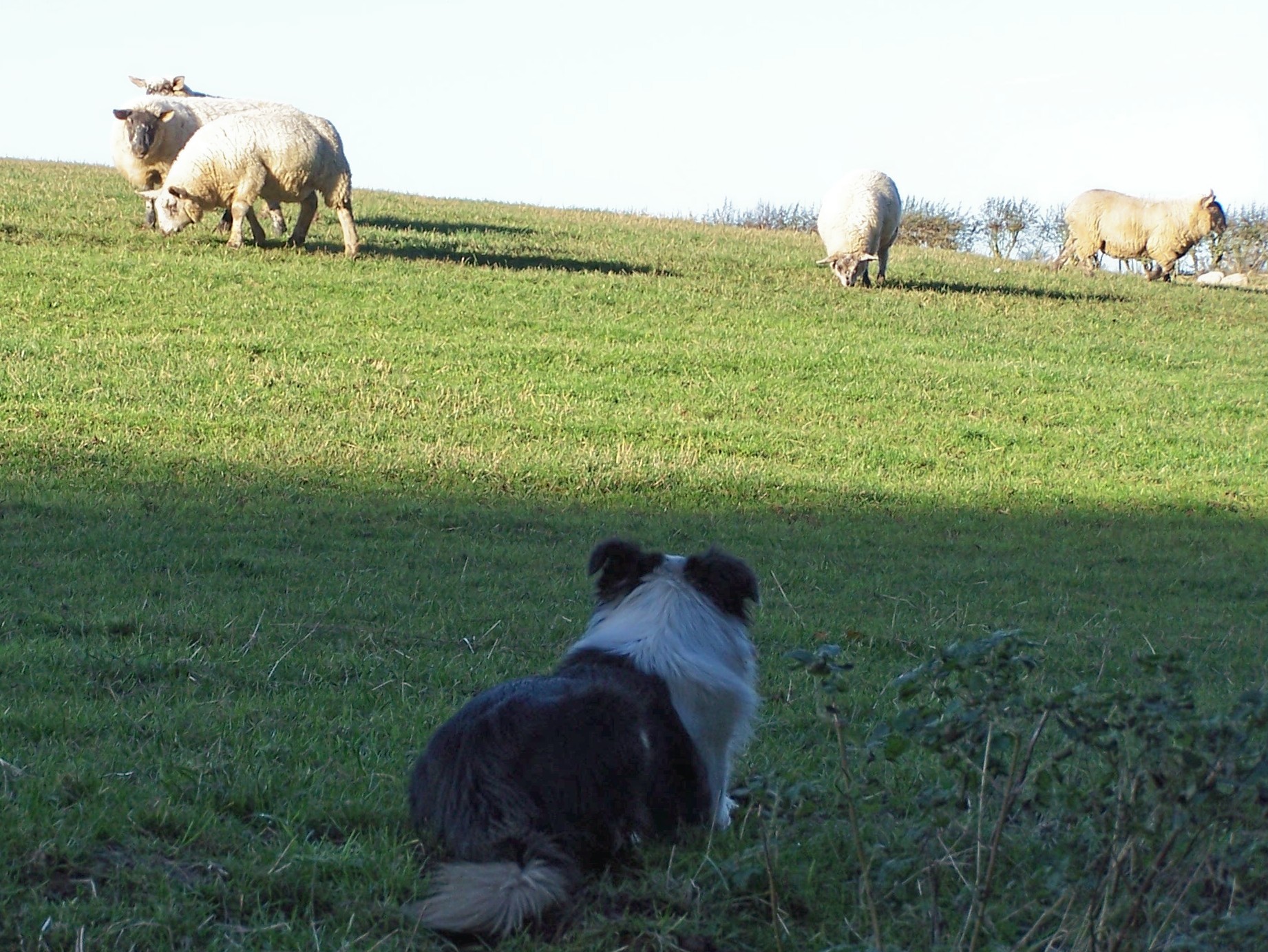 Guardian Instincts: Protective Behaviors and Territorial Awareness (Image Credits: Wikimedia)