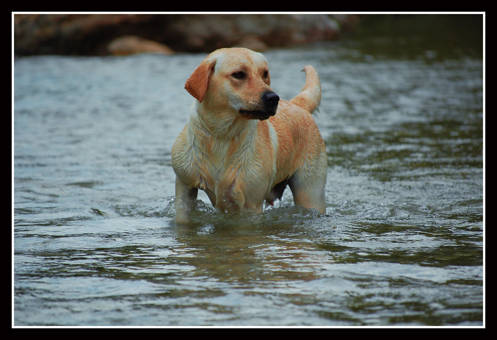 Labrador Retriever - The People-Pleasing Powerhouse (Image Credits: Flickr)