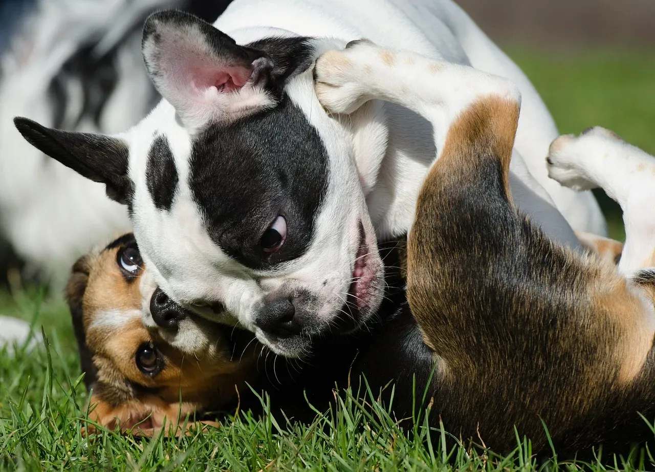 Why the Beagle Earned the "Naughtiest" Crown (Image Credits: Pixabay)