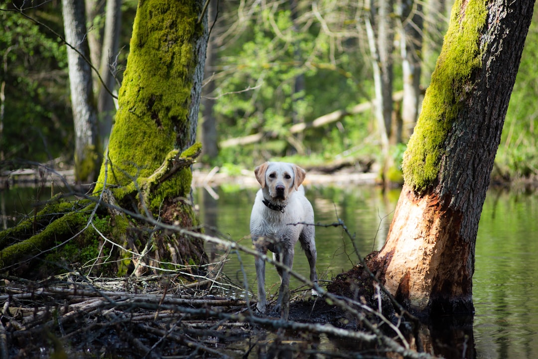 Congaree National Park, South Carolina - Swamp Adventures Await (Image Credits: Unsplash)