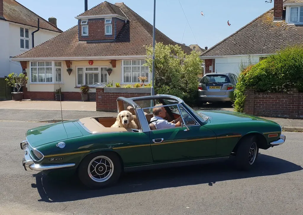 Golden Retriever: Your Patient, Adventurous Travel Buddy (Image Credits: Flickr)