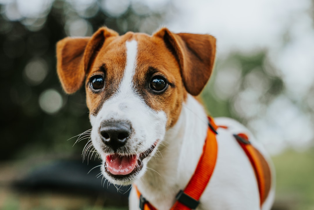 Leo: Jack Russell Terrier (Image Credits: Unsplash)