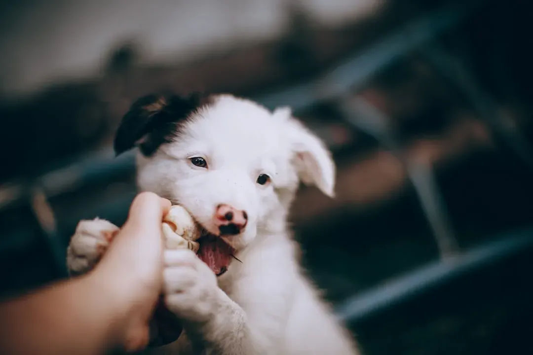 Conclusion: Bitey Now, Brilliant Later (Image Credits: Unsplash)