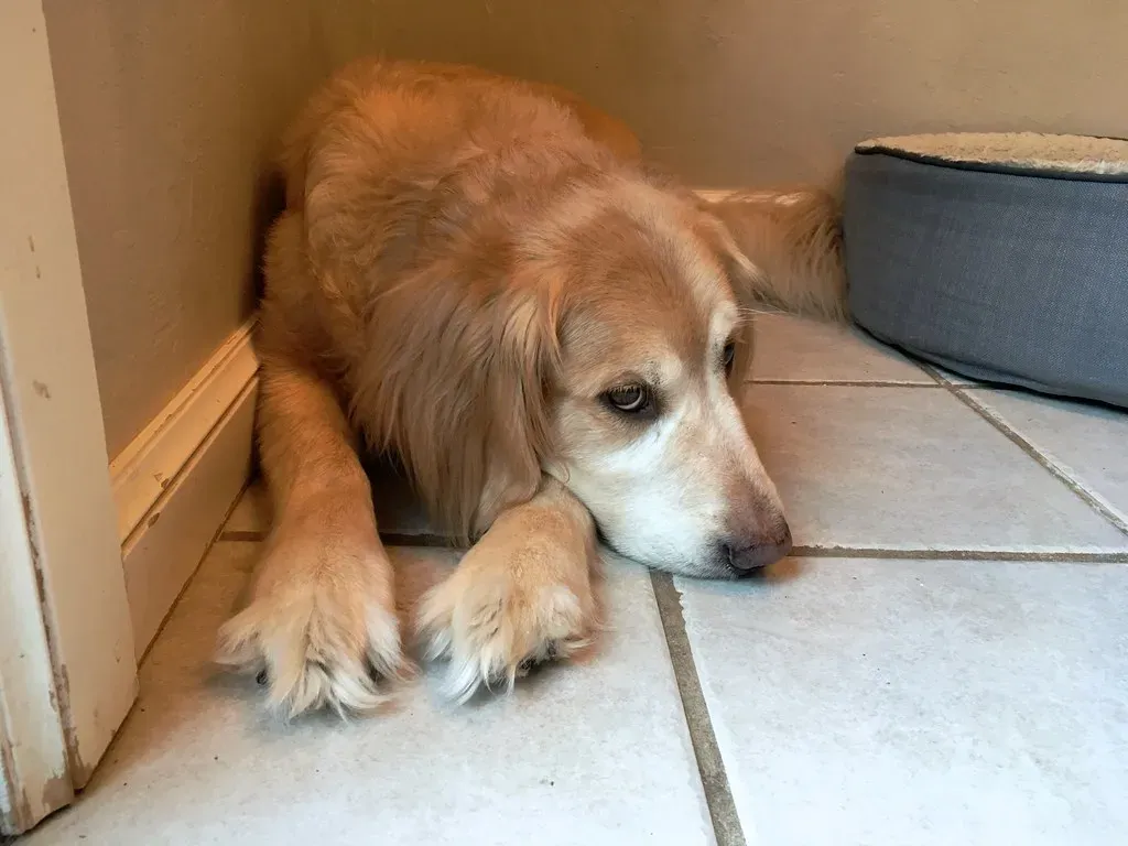 Conclusion: The Right Dog Makes All the Difference (Image Credits: Flickr)